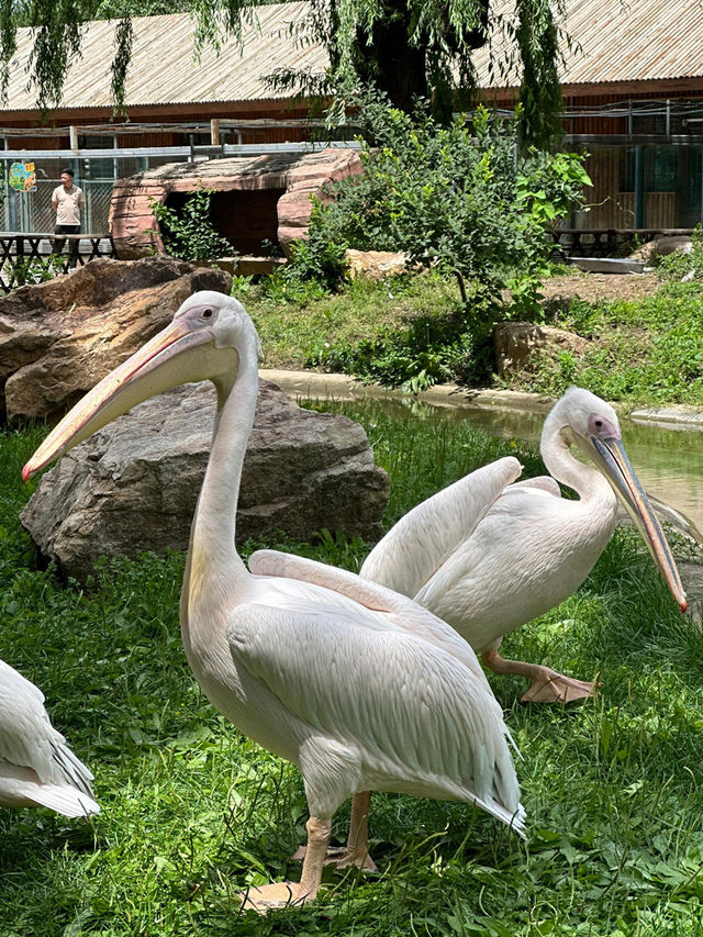 長春動植物園·西游記主題公園