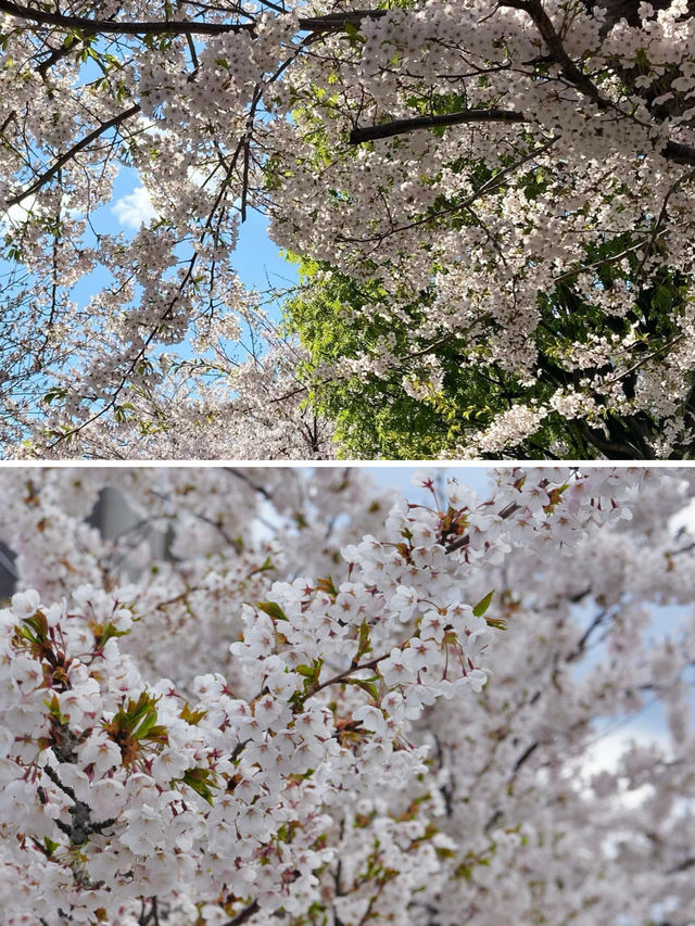 札幌賞櫻花～五月也不晚，剛好可以安排在五一出行！