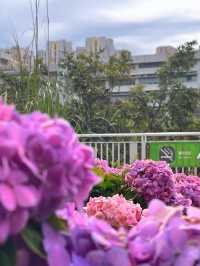 沙田石門河濱公園🌸粉色繡球花打卡