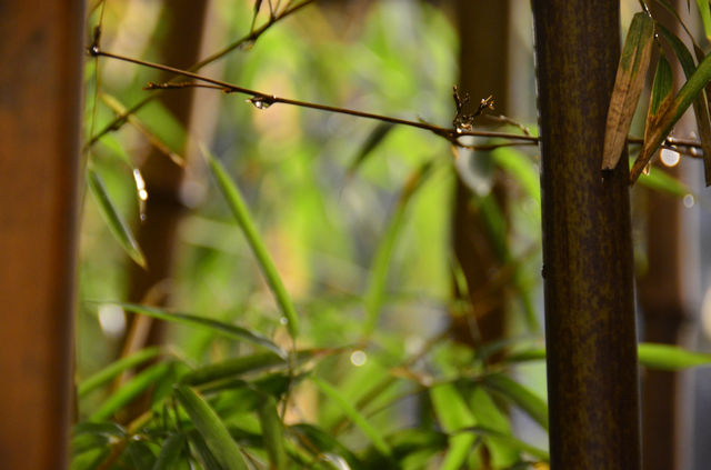 雨後運河畔，枕河居盡顯愜意慵懶