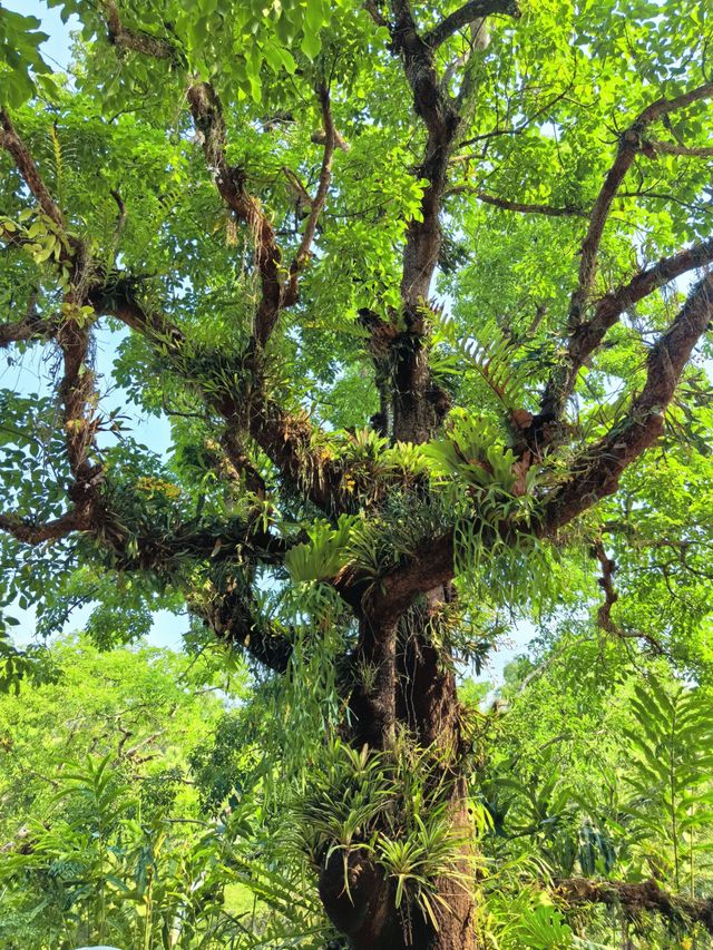 親子遊熱帶植物園丨西園3小時步行探秘全記錄