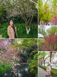西湖嘅桃花美景，承包成個春天嘅粉紅邂逅