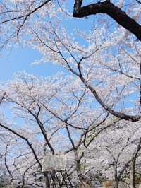 🌸濟州新山公園｜櫻花漫舞的夢幻樂園🌸