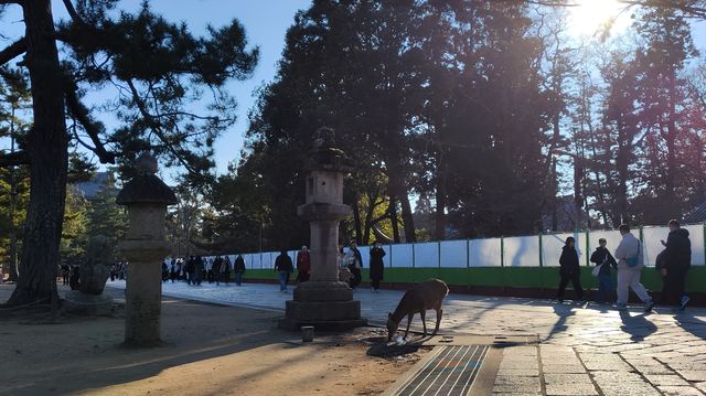 奈良東大寺，千年古剎的寂靜詩篇