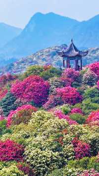 百里杜鵑方家坪景區是否值得一遊？
