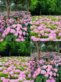 情侶約會擁抱花與海濱江森林公園