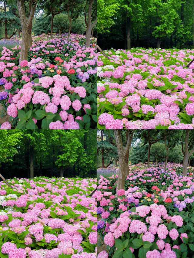 情侶約會擁抱花與海濱江森林公園