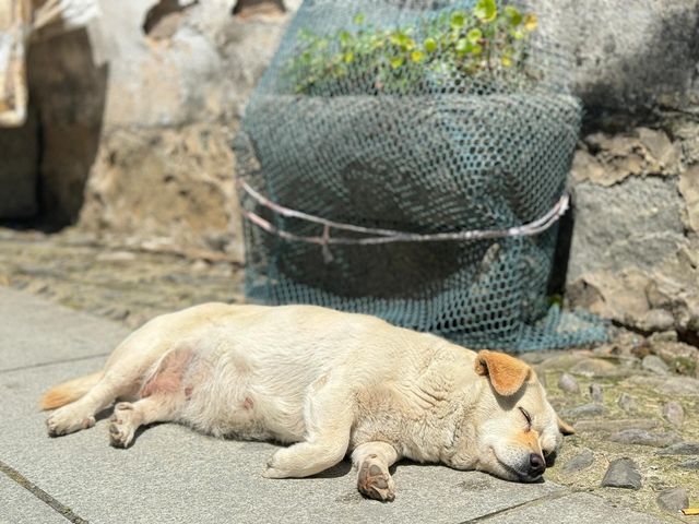 【免門票！】黃山腳下被遺忘的秘境——許村