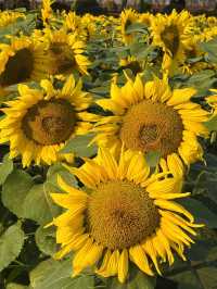 🌻東莞橫瀝葵香園 | 邂逅燦爛向日葵花海
