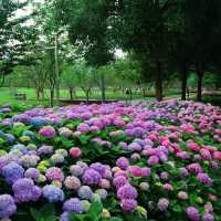 🌸花情速報！上海中環綠廊繡球花盛開啦