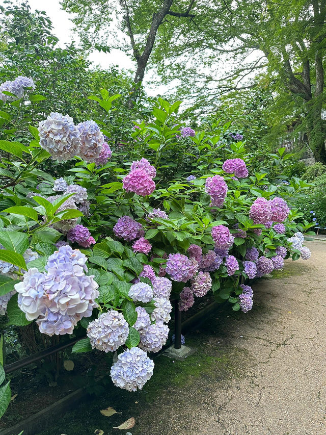 奈良長谷寺 | 繡球花的古寺雅韻