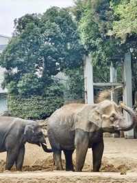 上野動物園：把熊貓的可愛帶回家