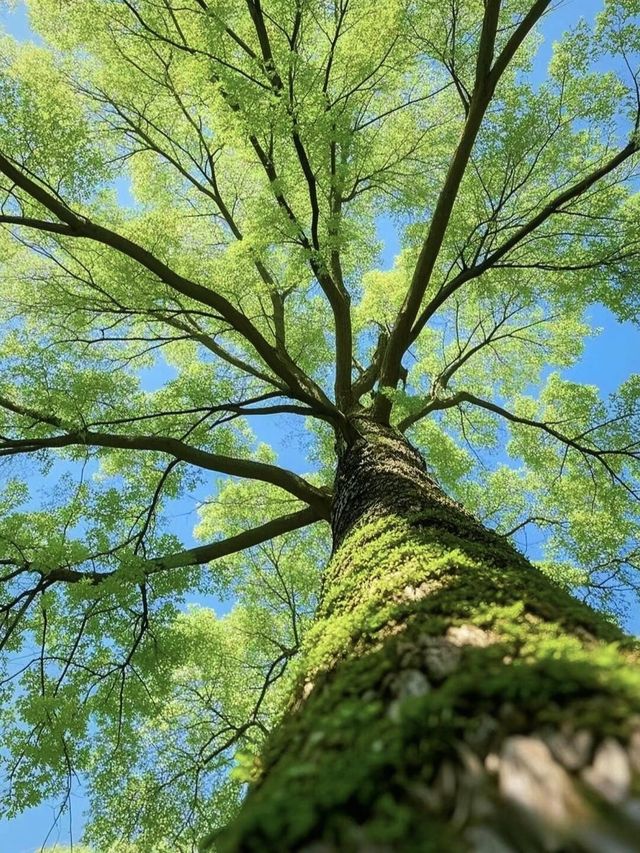 深圳遛娃－甘坑|||說不盡的美