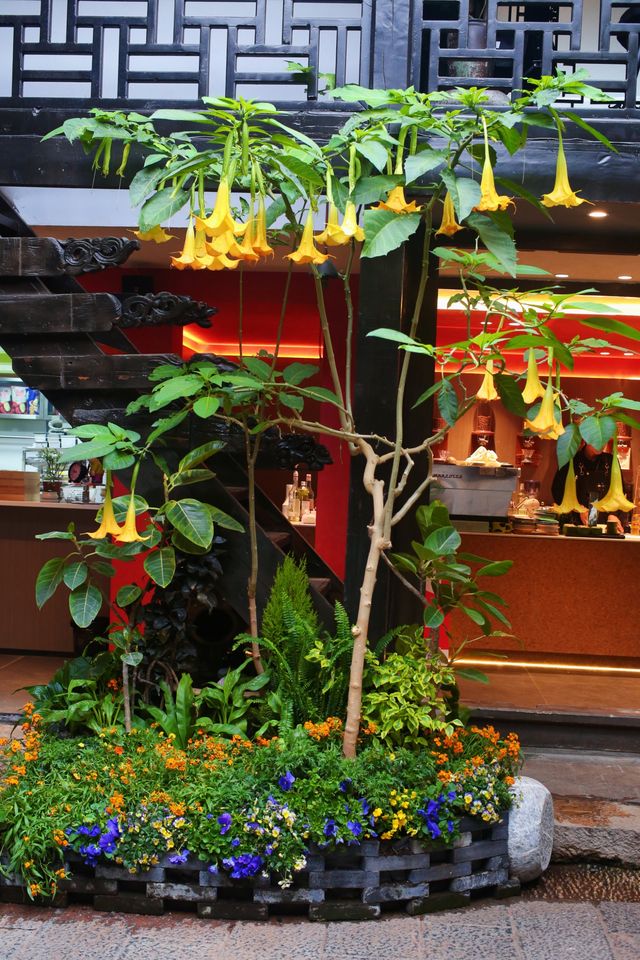 麗江古城｜住進心宿·安雲古院， 影屋頂咖啡