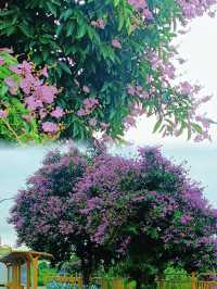 陳村花卉世界｜佛山陳村，粉紅色的浪漫，紫薇花盛放