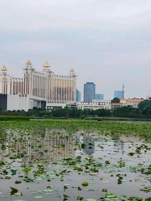 香港出發至澳門龍環葡韻濕地公園交通攻略 