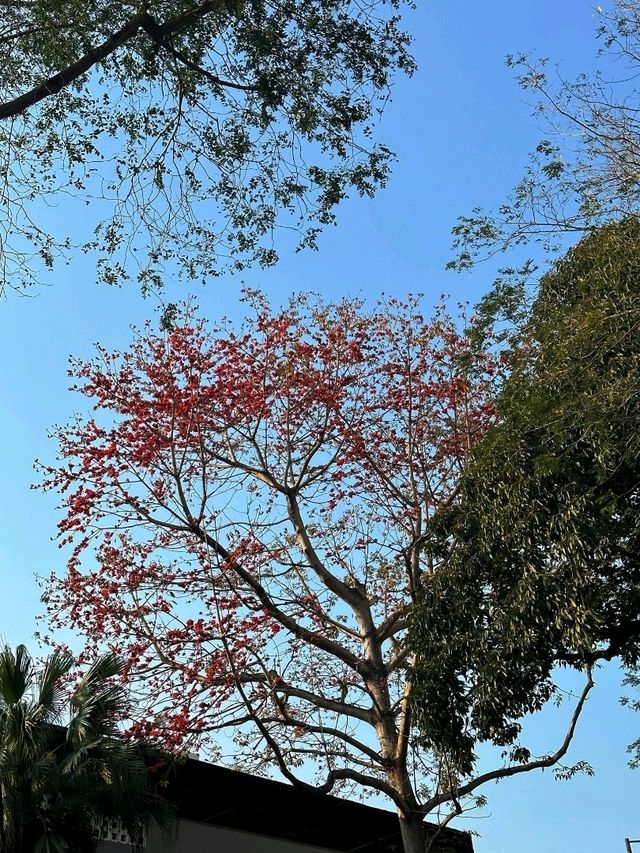 香港出發至澳門加思欄花園交通攻略 
