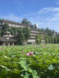 夏日賞荷，感受一份美好與寧靜