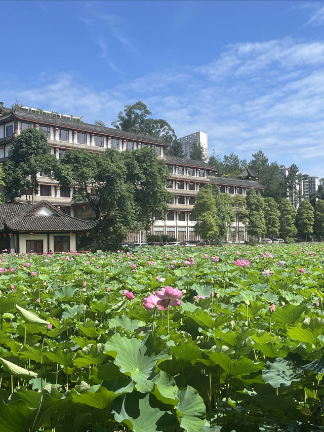 夏日賞荷，感受一份美好與寧靜
