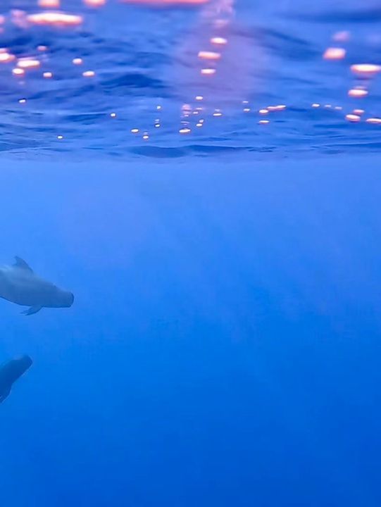 🌊 Snorkeling in Paradise: A Maldives Dream Come True! 🤿✨