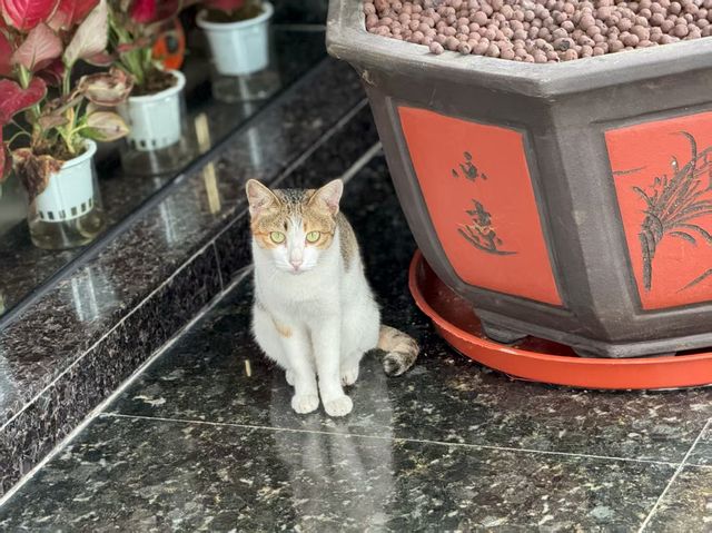來珠海做靚仔靚女嗎？