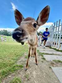 大理動物世界