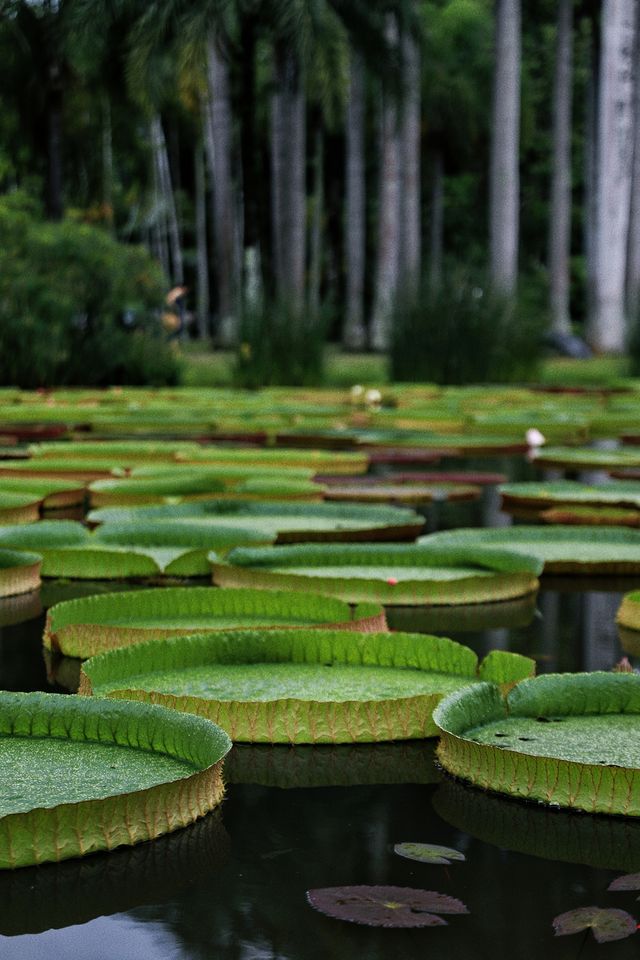 西雙版納|走進熱帶植物園，開啟一場奇幻的自然之旅