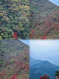 雲端花海+天露山暴走攻略｜附萬國小姐同款打卡點 門票