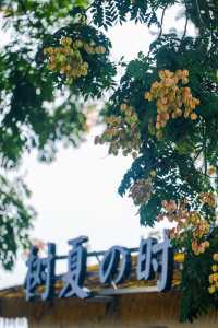 宜昌的秋—欒樹