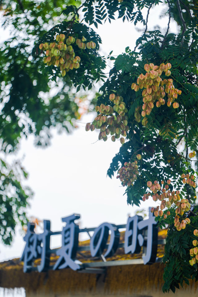 宜昌的秋—欒樹