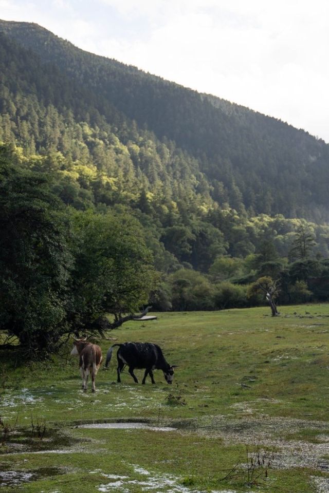 住進四姑娘山油畫裡的莊園！美到窒息！