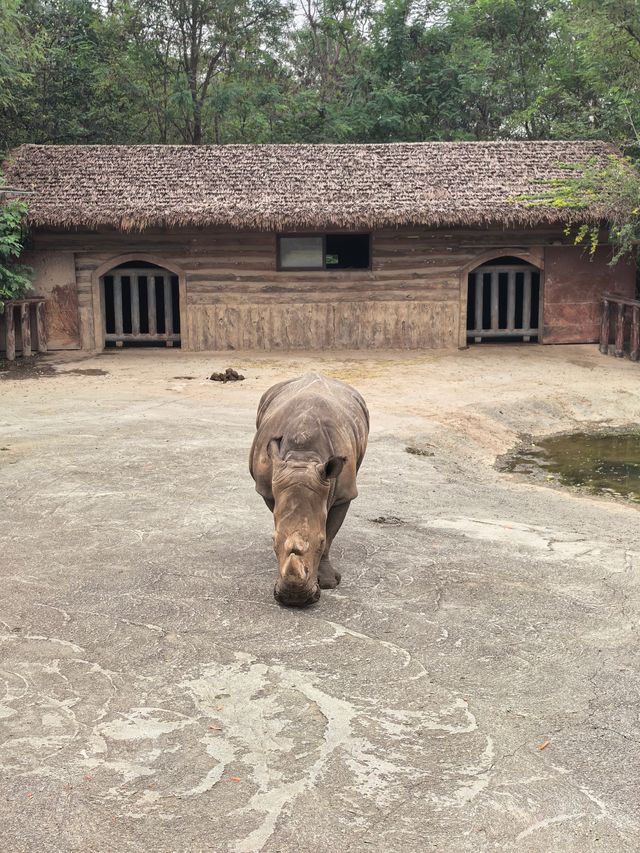 #濟南野生動物世界｜與梅花鹿0距離貼貼攻略 自駕+步行雙體驗！保姆級攻略收好！ 濟南野生動物園