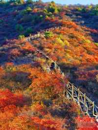 錯過等一年京郊紅葉棧道這裡已經達觀賞“巔峰”
