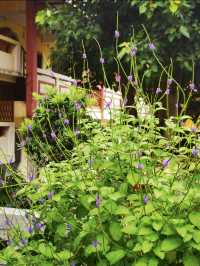 南寧青秀山一日遊｜闖入熱帶雨林的奇妙世界！