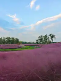 上海秋日限定浪漫，週末快衝！附攻略