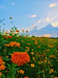 上海秋日限定浪漫，週末快衝！附攻略