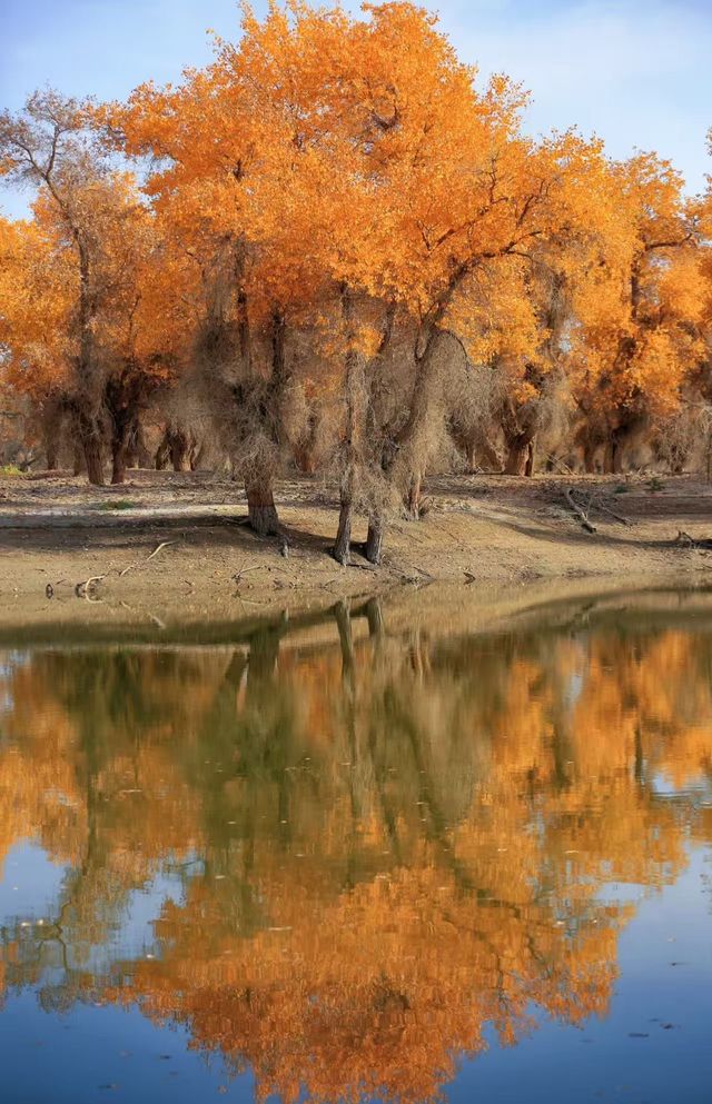 千年胡楊林 千年胡楊林