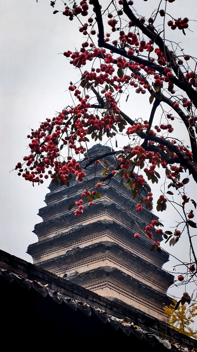 秋日去小雁塔感受歷史的厚重與自然和諧交融吧