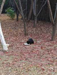 天津南翠屏｜秋日限定！層林盡染美到窒息