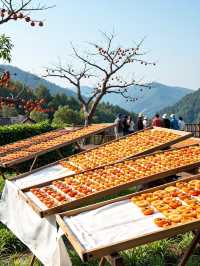 溫州永嘉東爐村|被柿子包圍的秋日童話!比西爐村更驚豔!