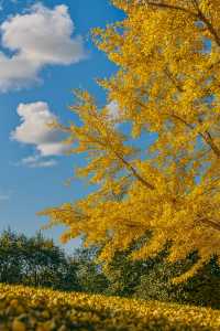 廣東最像秋天地方｜去南雄追一場金黃銀杏雨