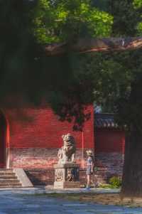 登封最佳銀杏拍攝地