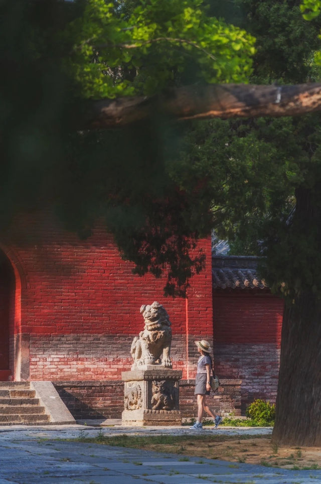 登封最佳銀杏拍攝地