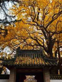 落葉像雪一樣的季節