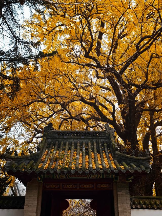 落葉像雪一樣的季節