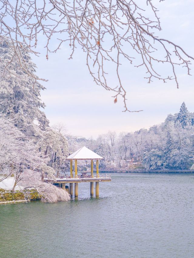 廬山的第一場霧淞好美！！