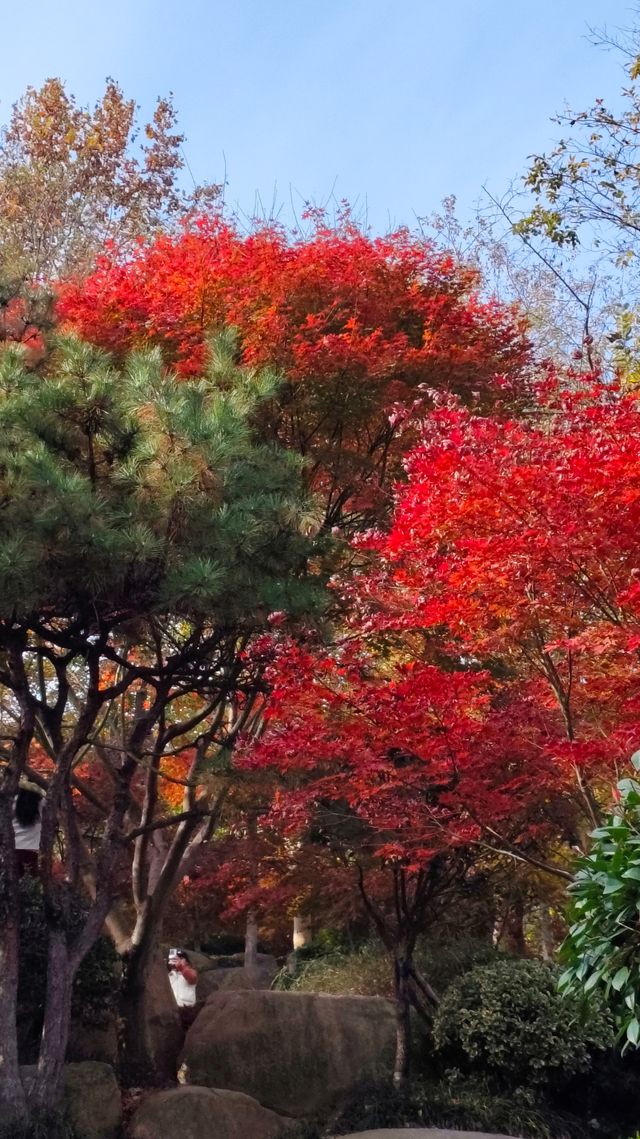 秋日青島楓葉秘境 秋日青島楓葉秘境