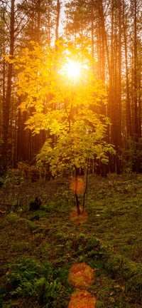 霜染亞布力：楓林藏小徑，暖居枕秋聲