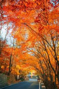 賞楓必去小眾秘境