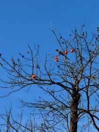 逃離鄭州天花板!登封24小時治癒之旅